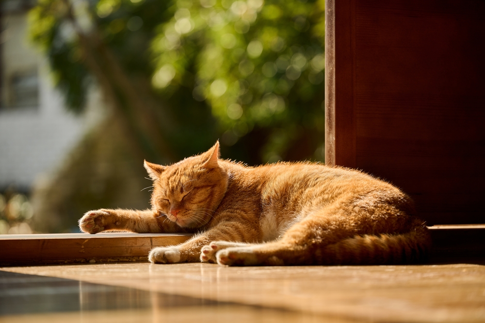 Senna prokrastynacja – dlaczego odkładamy sen na rzecz czasu dla siebie