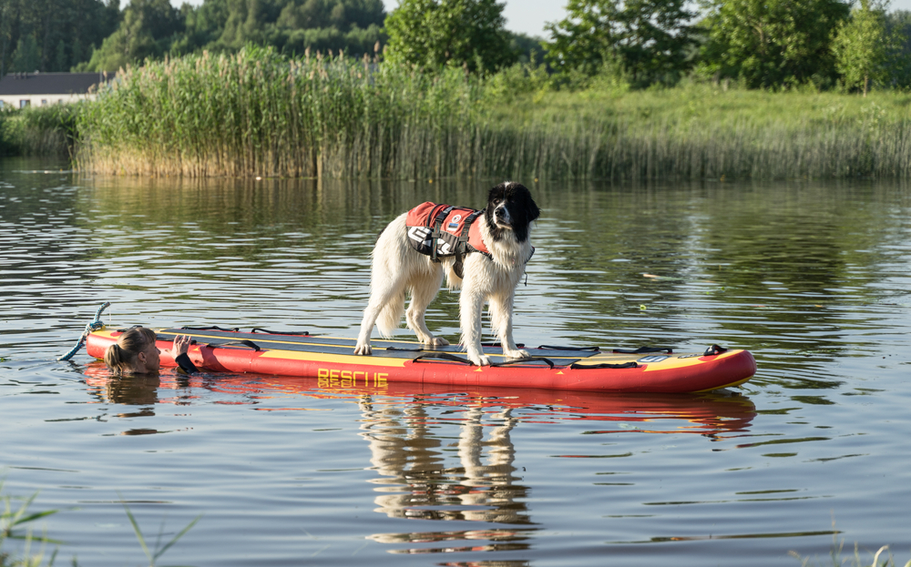 O psie, który został ratownikiem