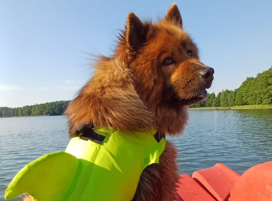 Bezpieczeństwo psów nad wodą – poradnik dla opiekunów